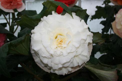 B. ‘Glenfarg’